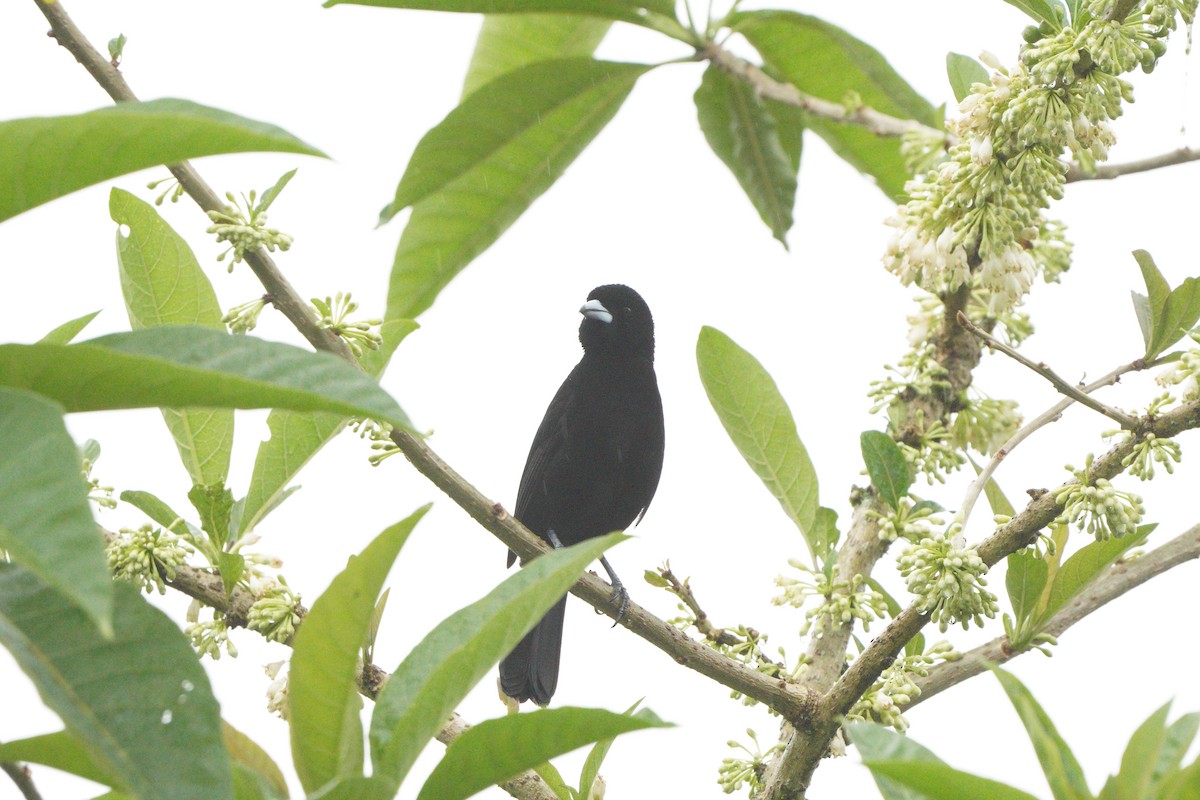 Flame-rumped Tanager (Lemon-rumped) - ML610694612