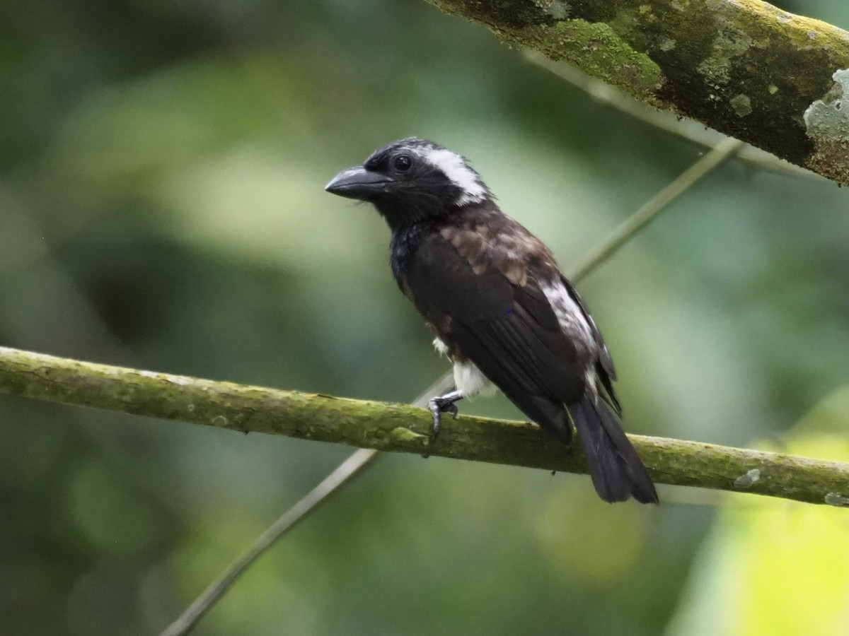 White-eared Barbet - ML610694650