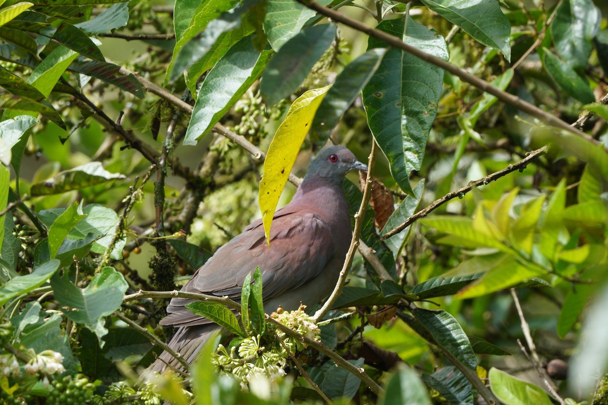 Pale-vented Pigeon - Michael Walter