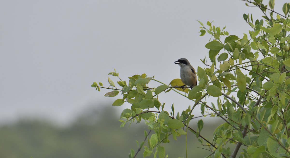 Long-tailed Shrike - ML610694683