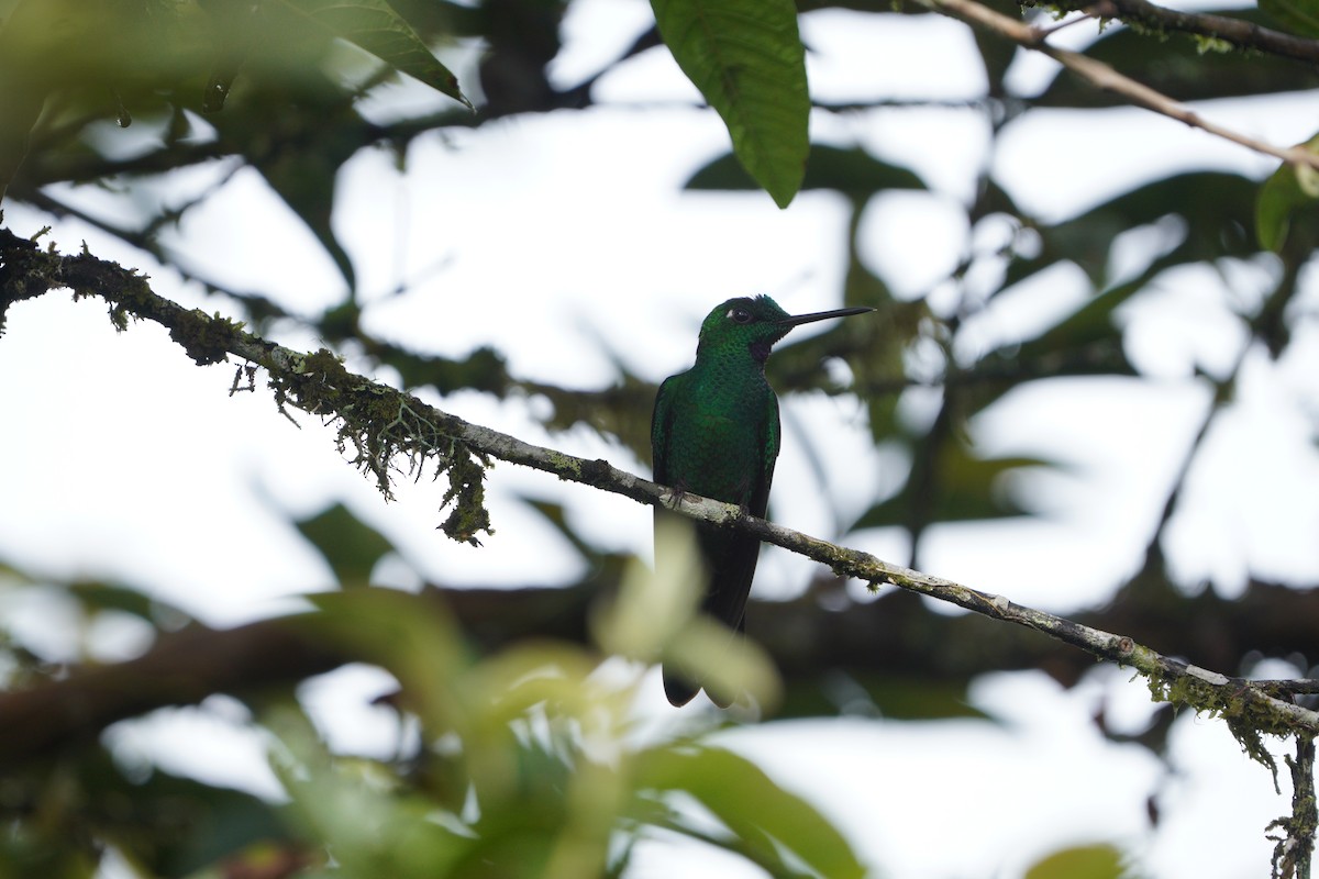 Green-crowned Brilliant - ML610694686