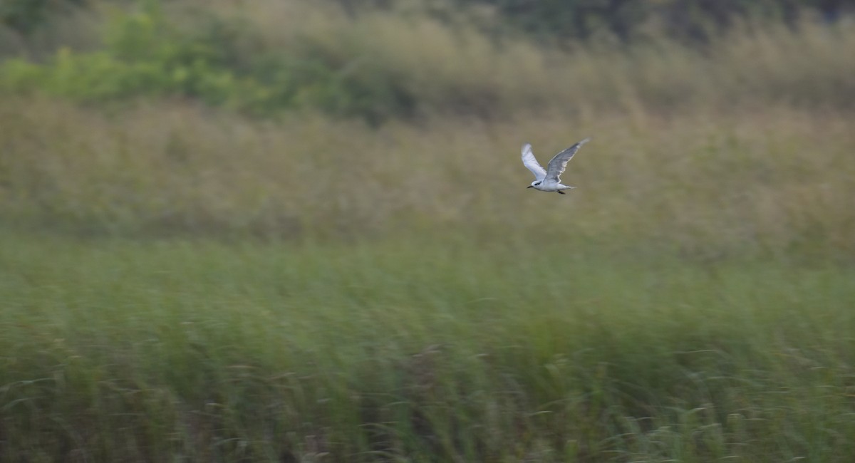 Whiskered Tern - ML610694688