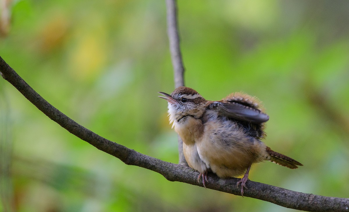 Carolina Wren - ML610694690