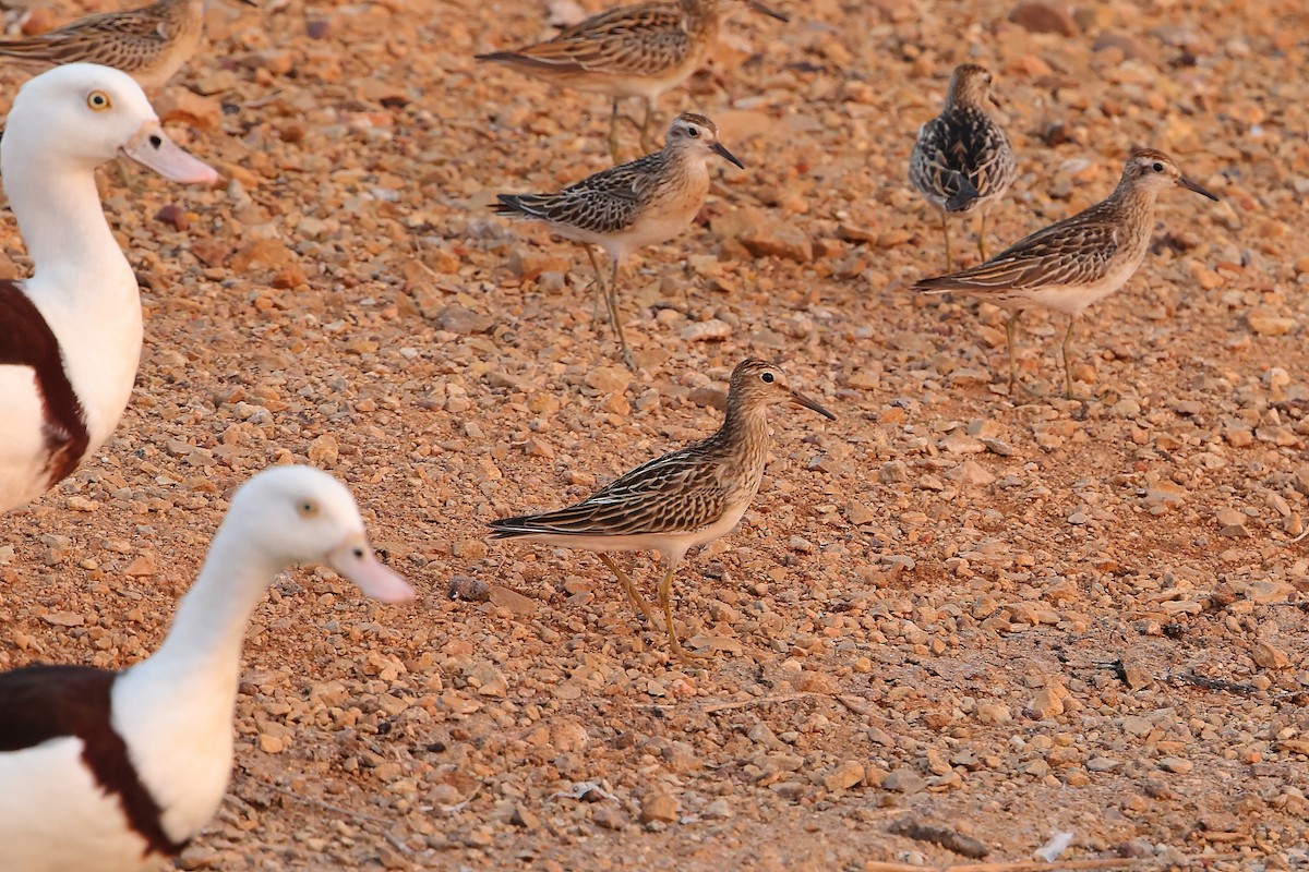 Pectoral Sandpiper - Marc Gardner