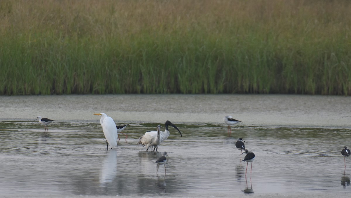 Black-headed Ibis - ML610694718