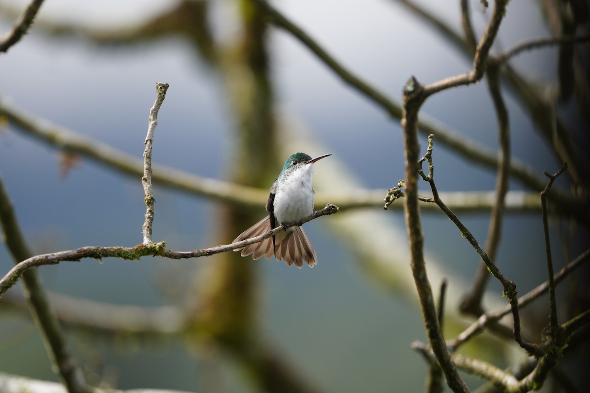 kolibřík andský - ML610694734