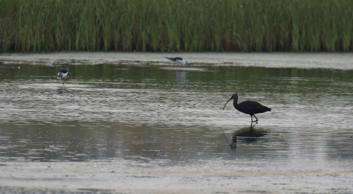 Glossy Ibis - ML610694737