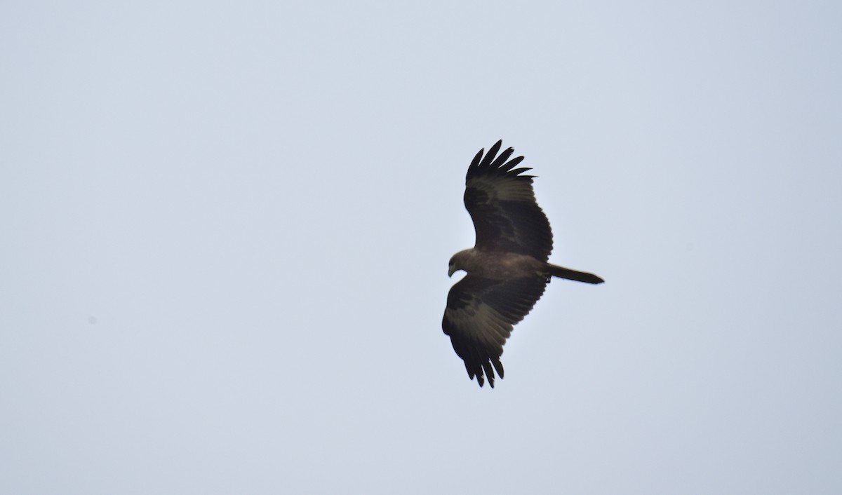 Brahminy Kite - ML610694744