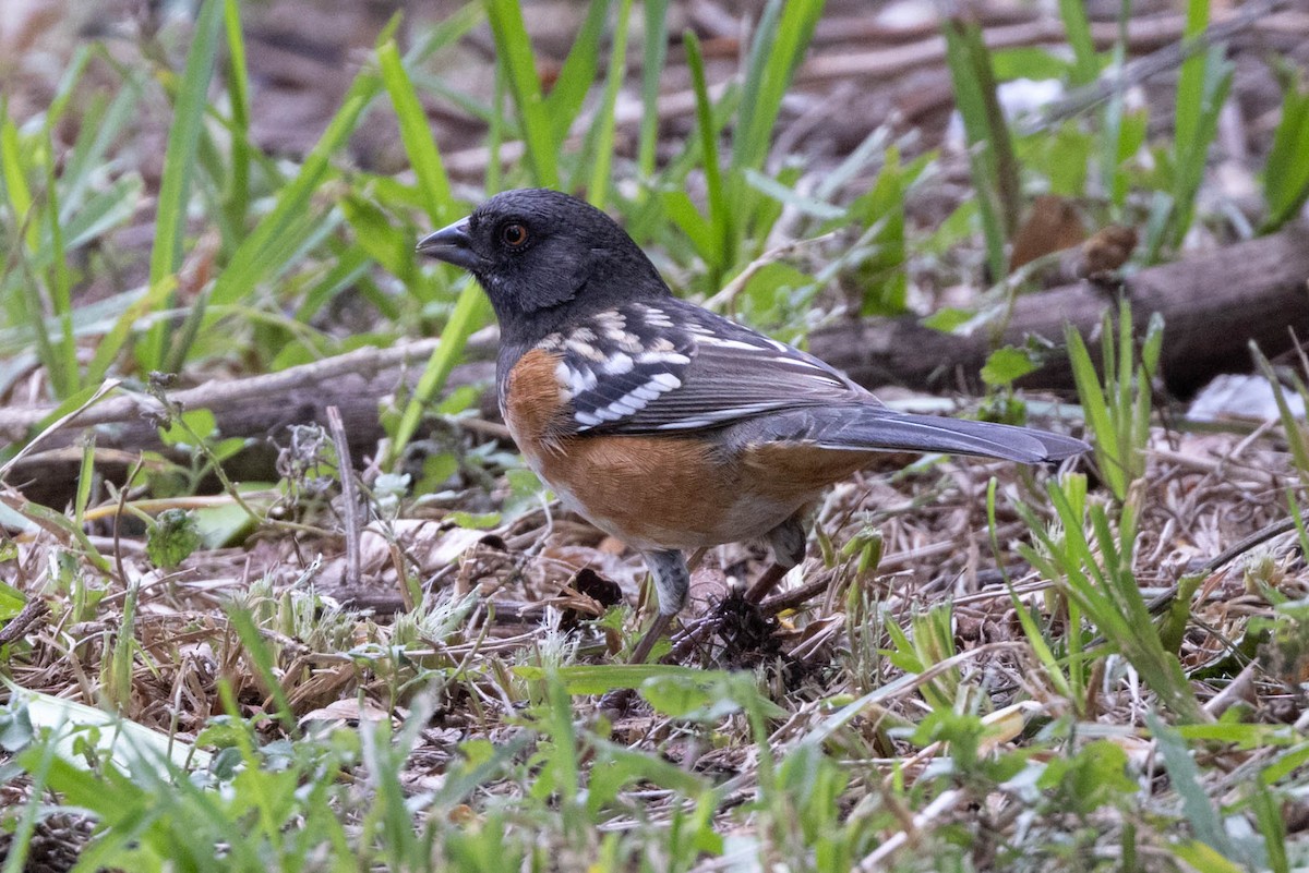 Spotted Towhee - ML610694753