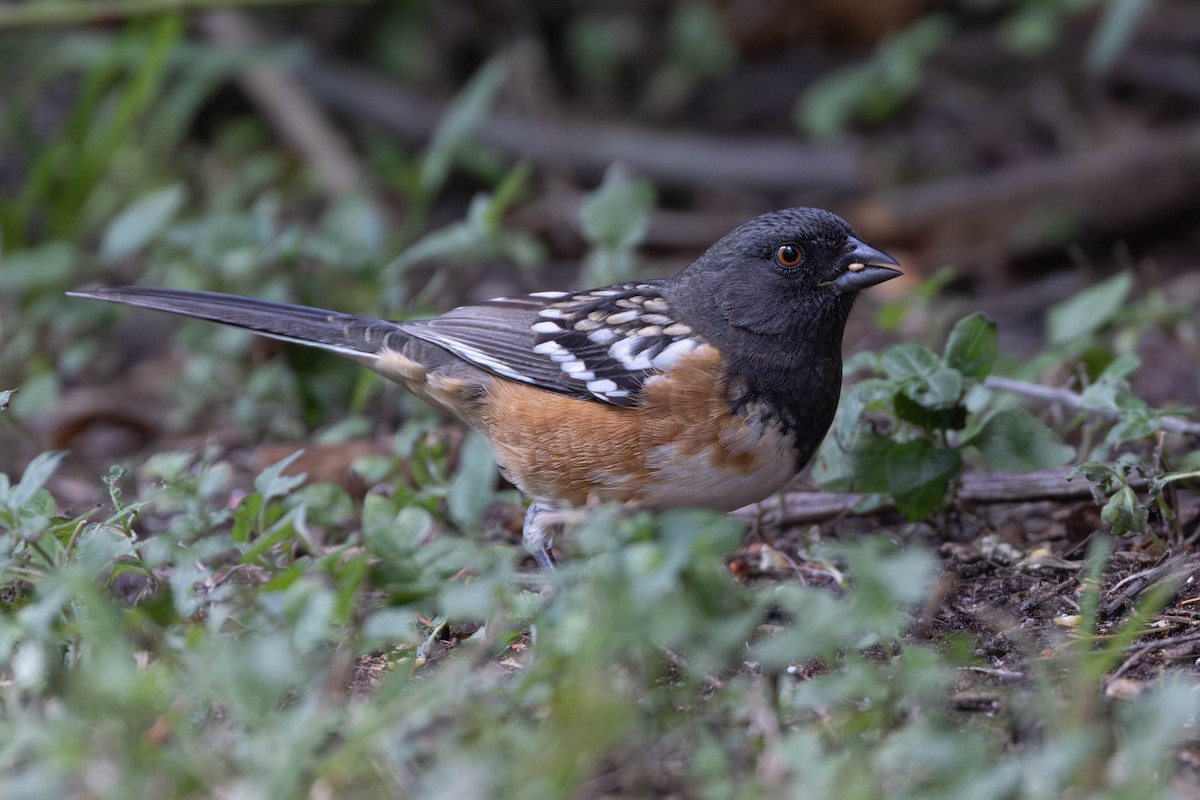 Spotted Towhee - ML610694754
