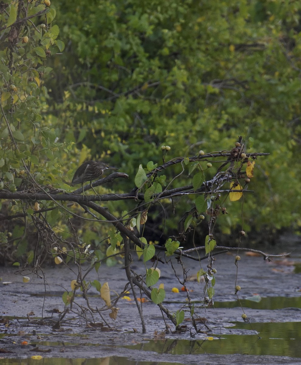 Indian Pond-Heron - ML610694762