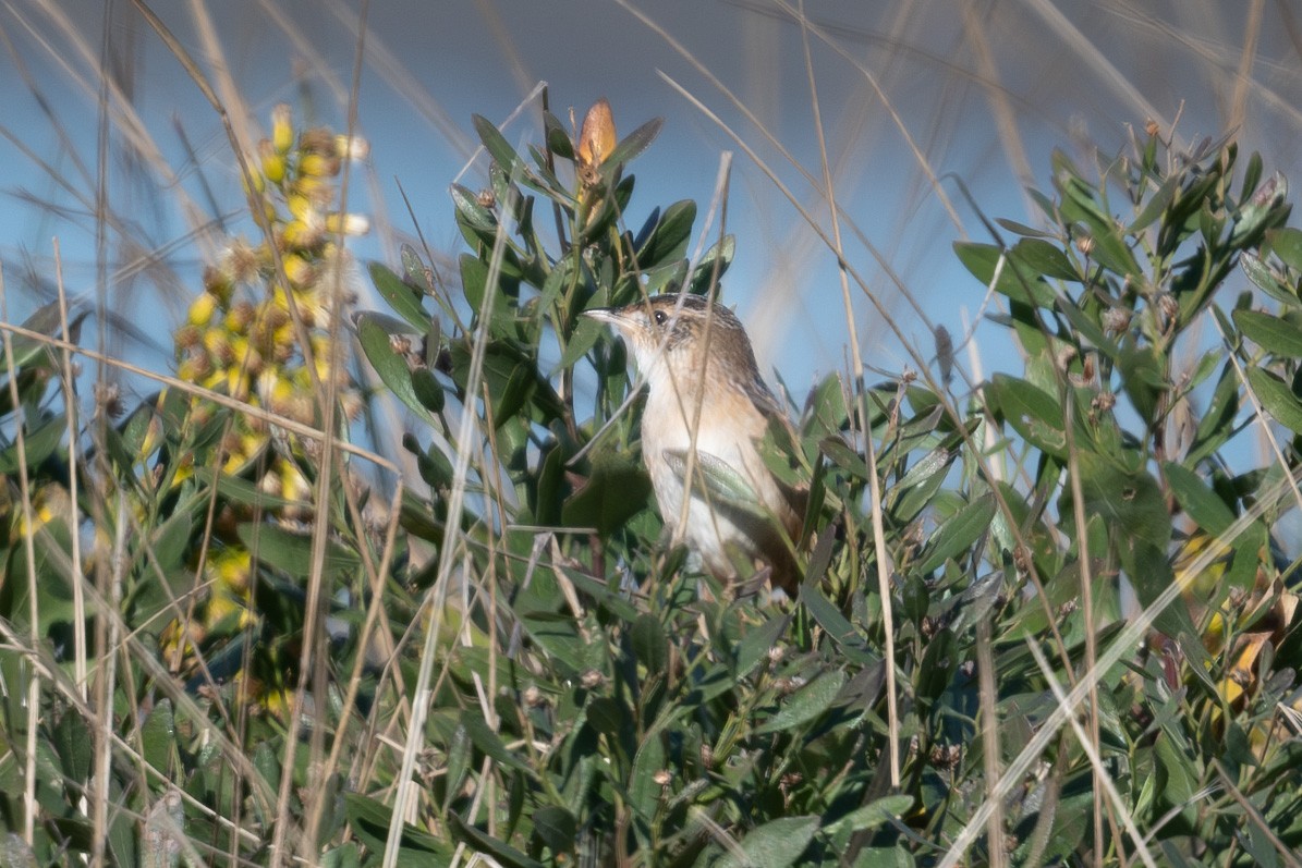 Sedge Wren - ML610694769