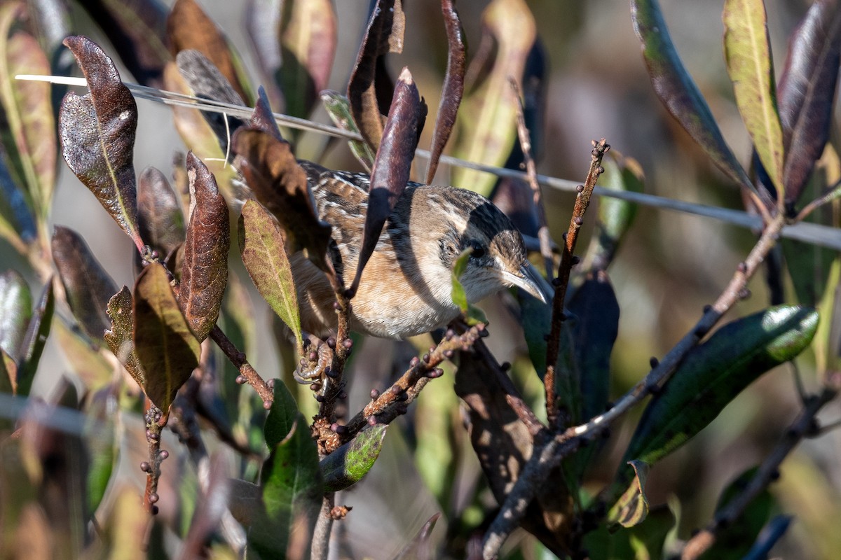 Sedge Wren - ML610694770