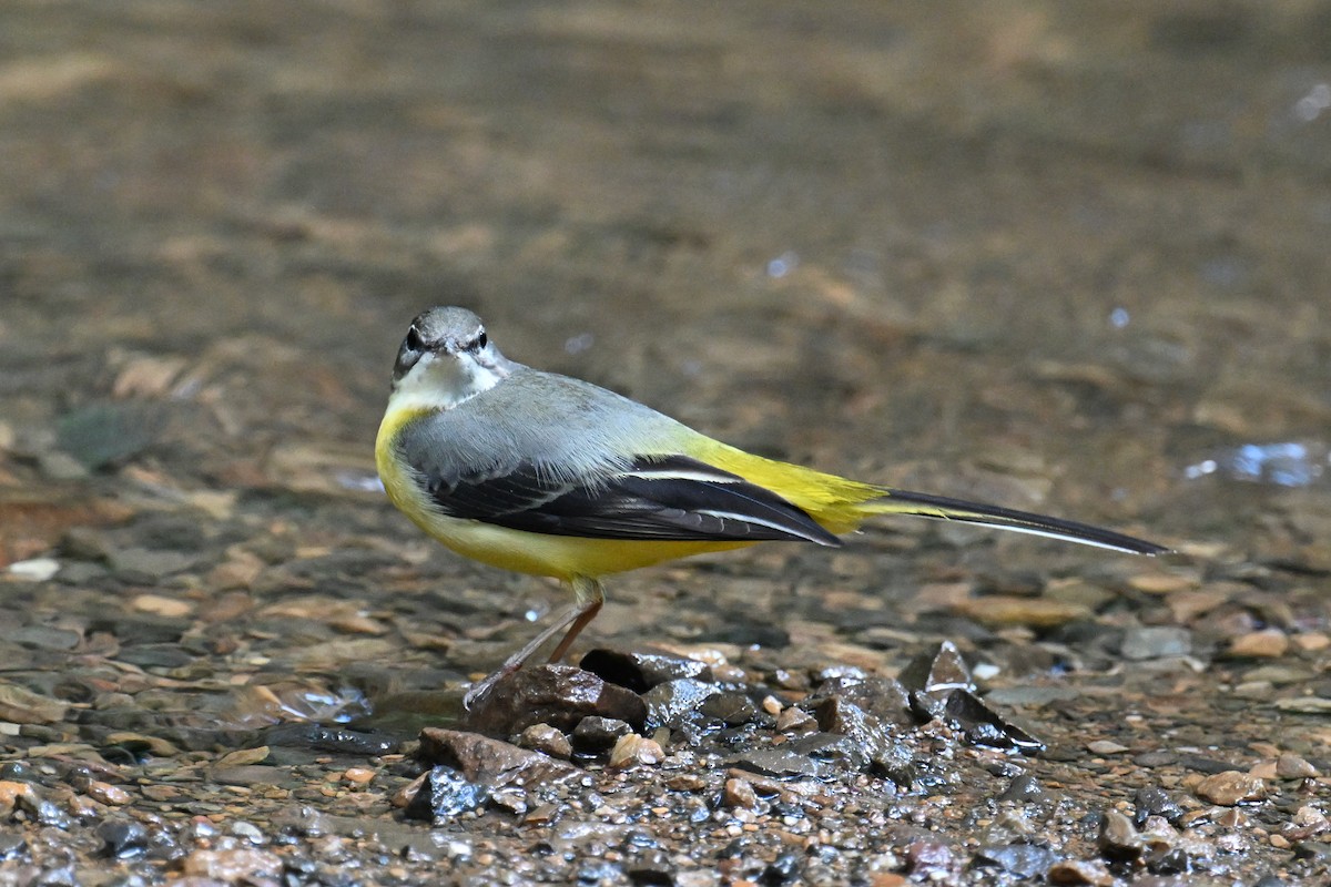 Gray Wagtail - ML610694793