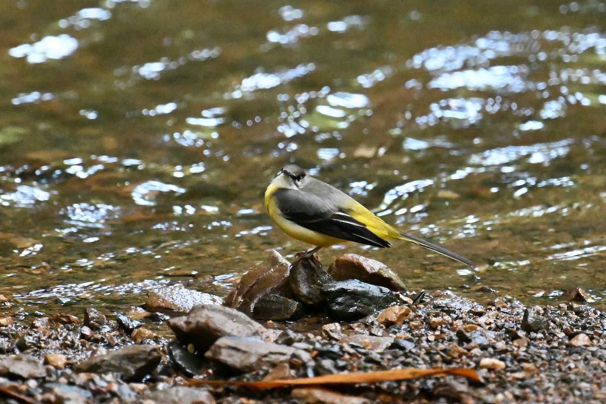 Gray Wagtail - ML610694794