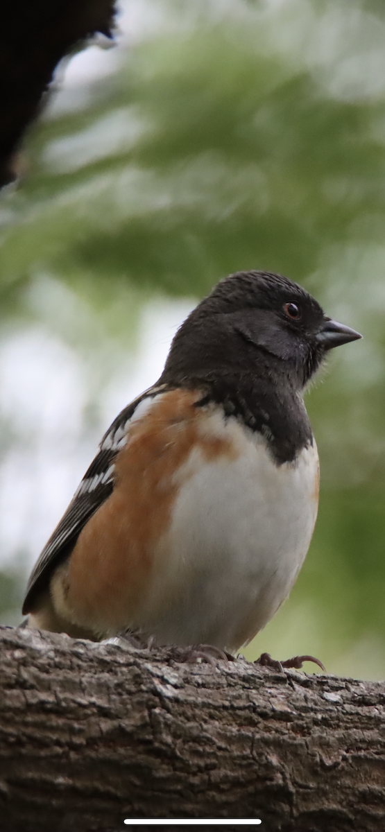 Spotted Towhee - ML610694798