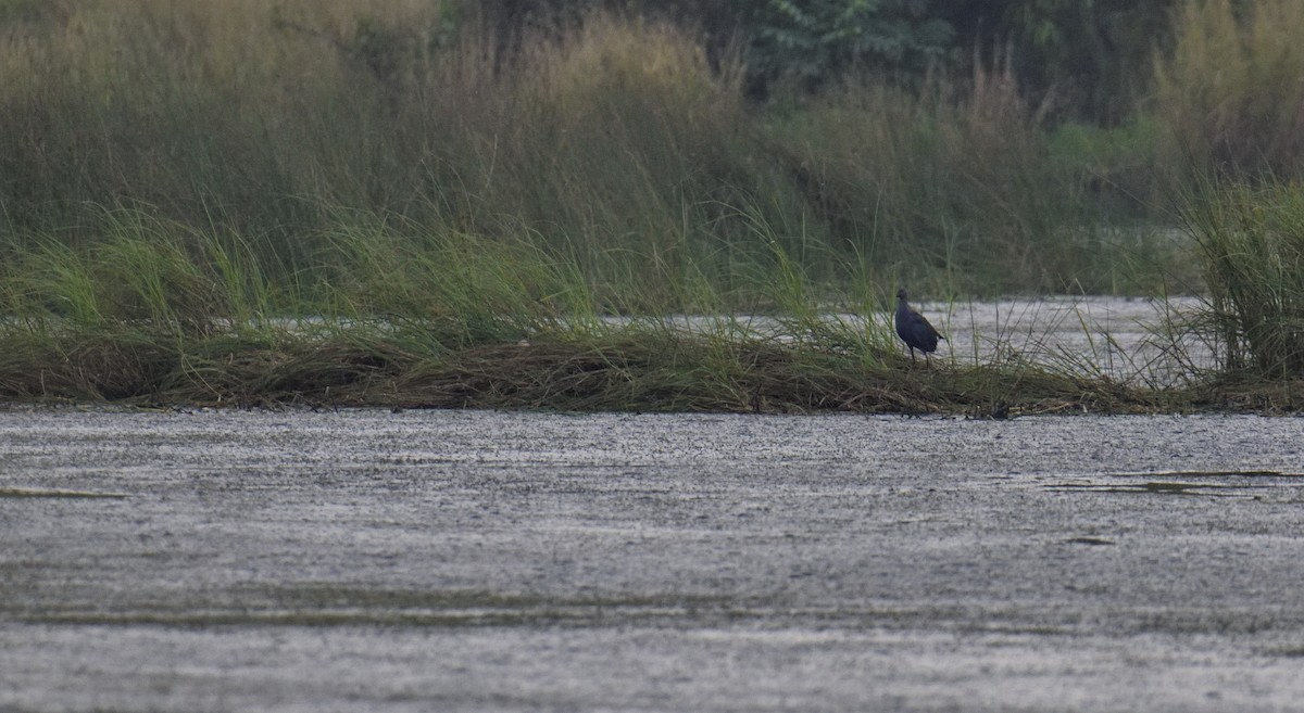 Gray-headed Swamphen - ML610694812