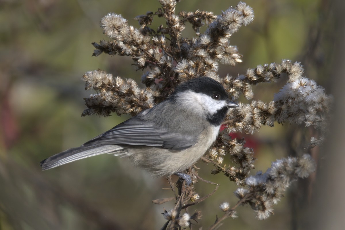 Carolina Chickadee - ML610694876