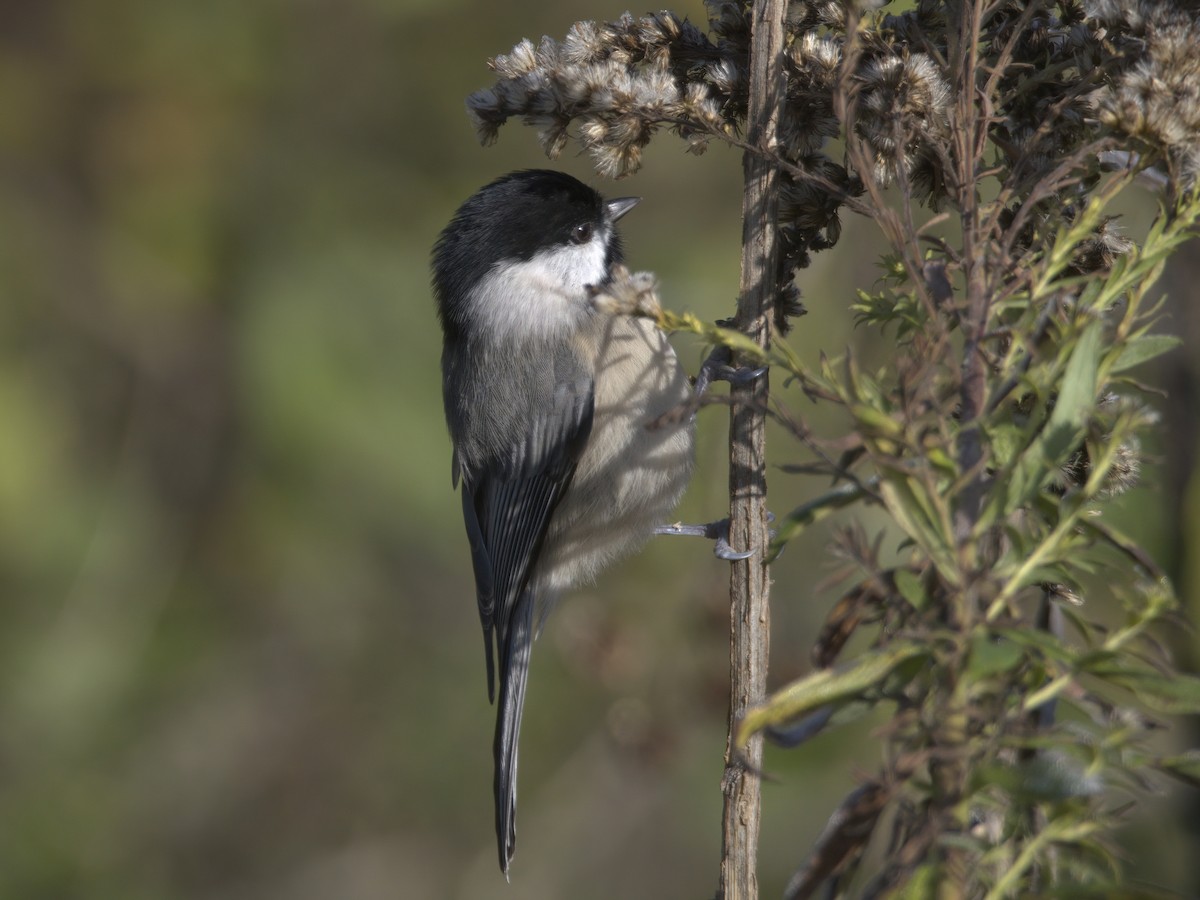 Carolina Chickadee - ML610694877