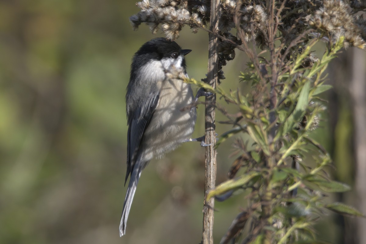 Carolina Chickadee - ML610694878