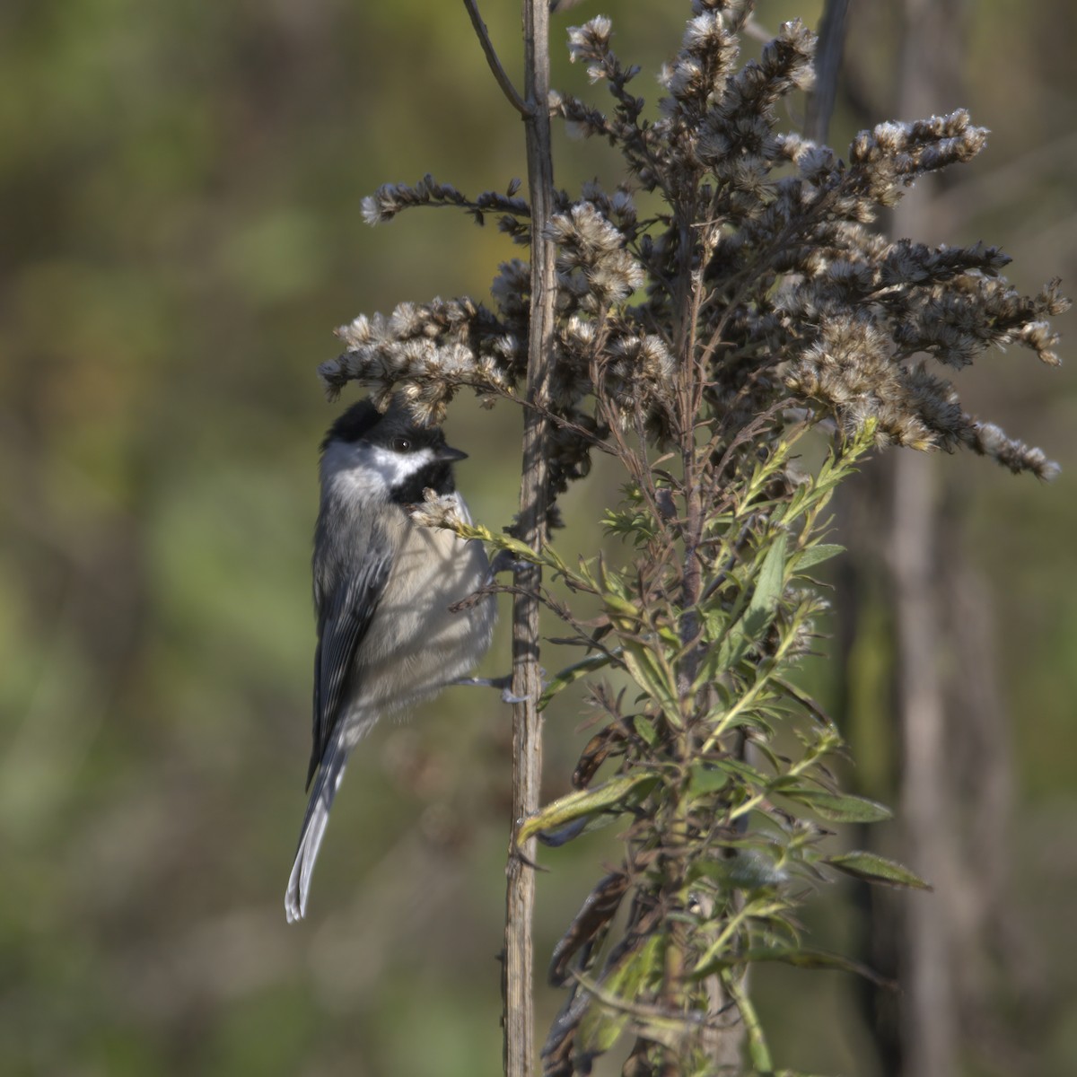 Carolina Chickadee - ML610694879