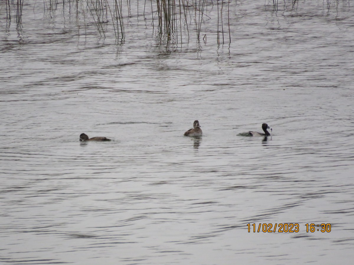 Ring-necked Duck - ML610694920