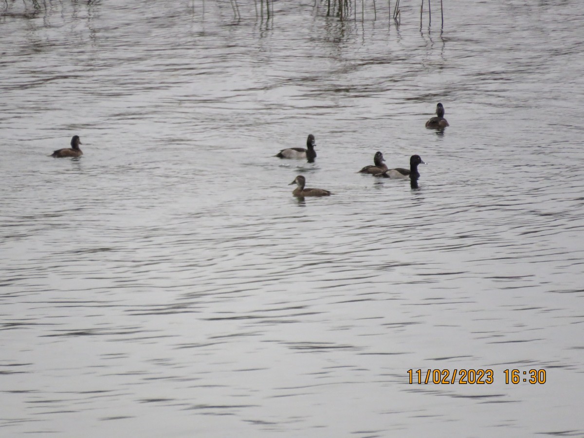 Ring-necked Duck - ML610694921