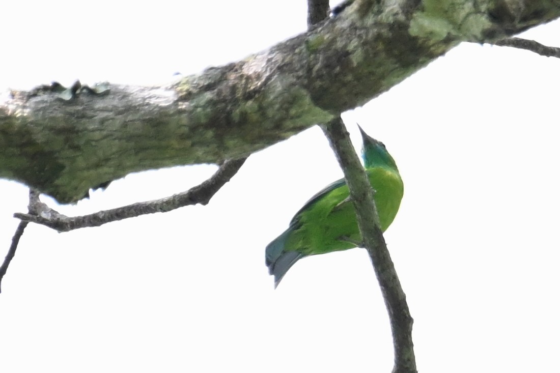 Blue-throated Barbet - ML610694925