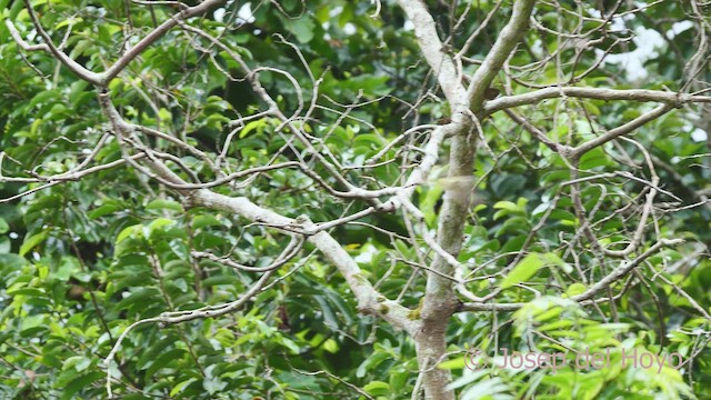 Sooty-headed Tyrannulet - ML610694935