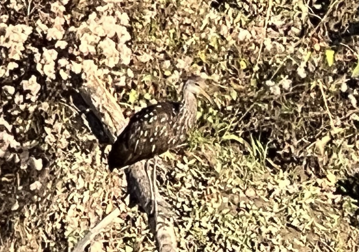 Limpkin - ML610694956