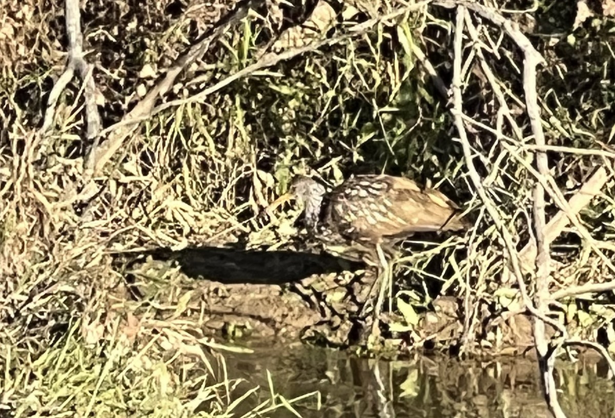 Limpkin - ML610694957