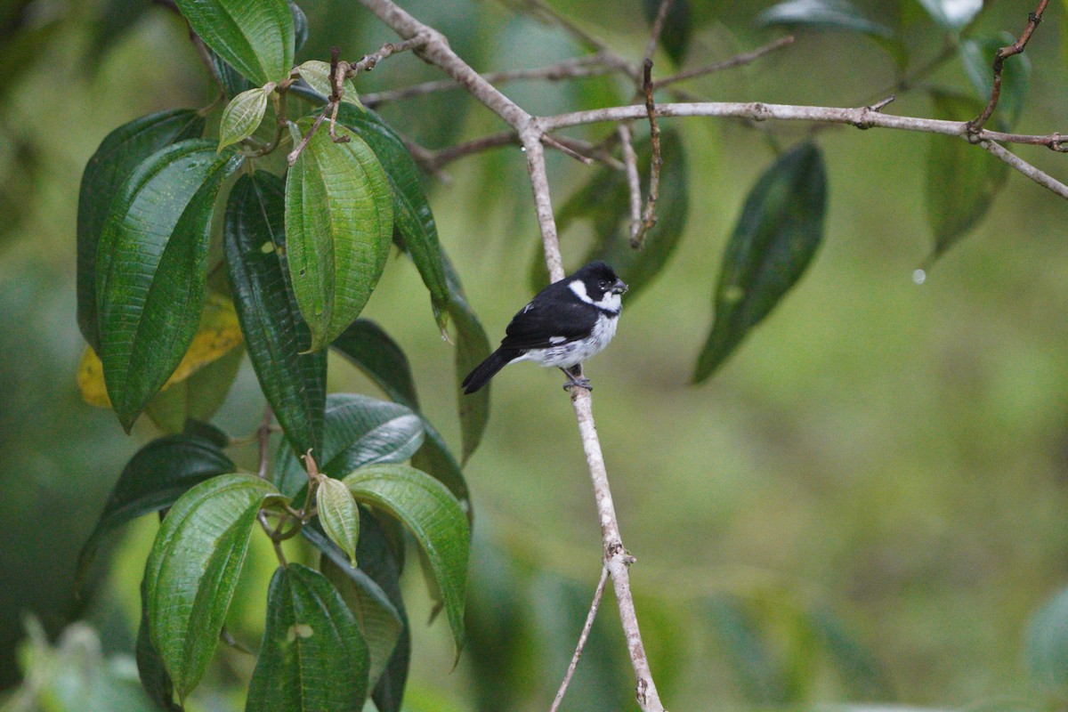 Variable Seedeater (Variable) - ML610695093