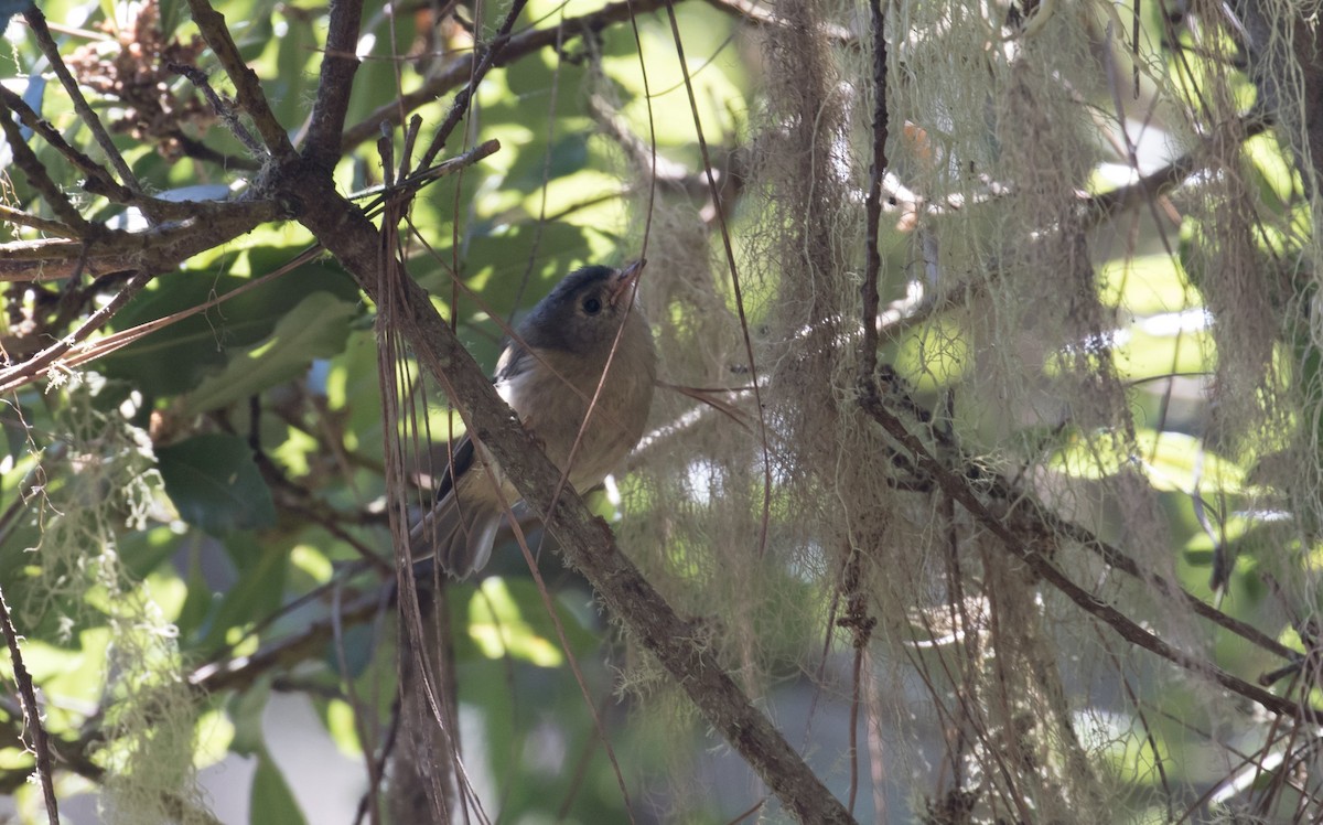 Goldcrest (Tenerife) - ML610695120