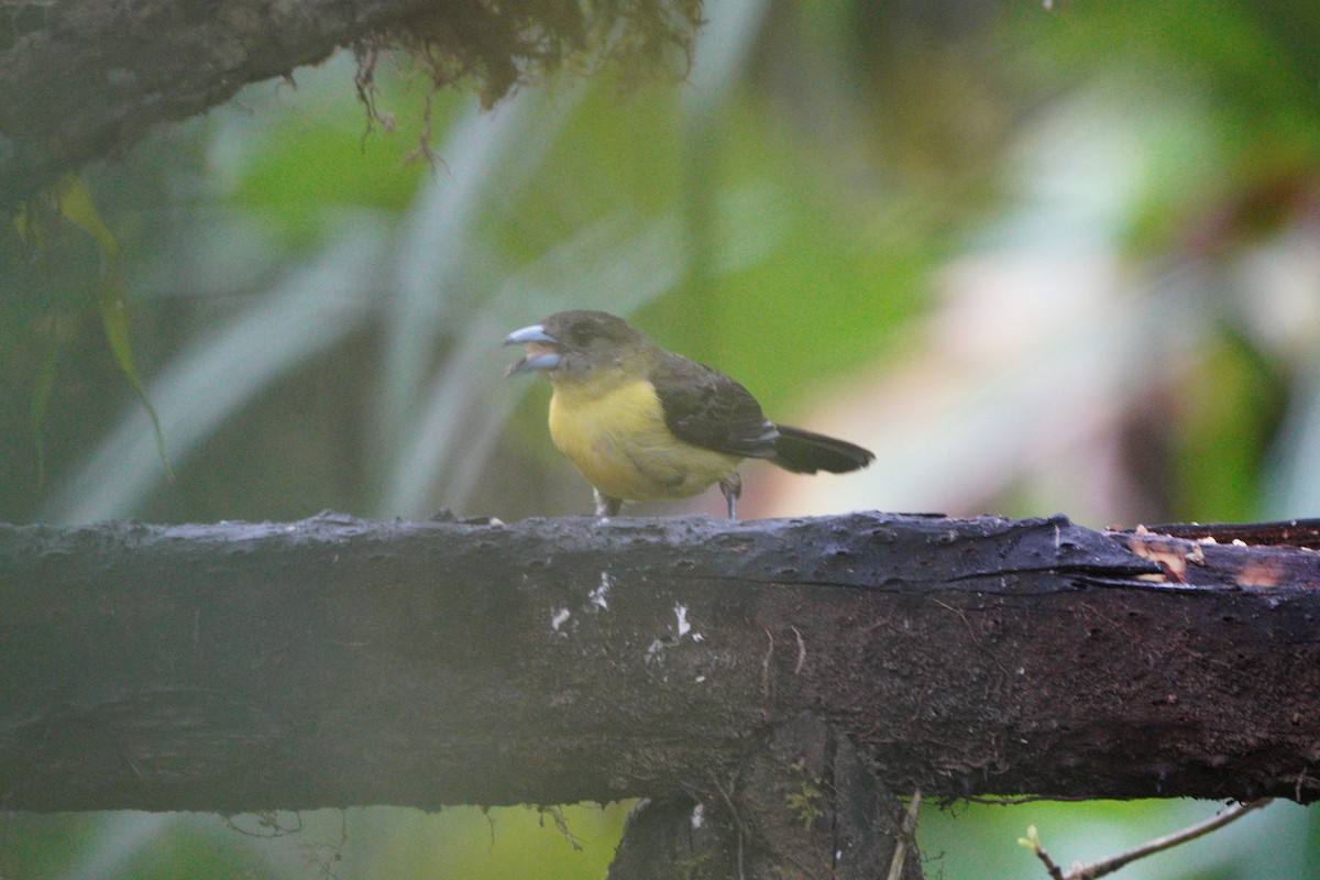 Flame-rumped Tanager (Lemon-rumped) - ML610695156