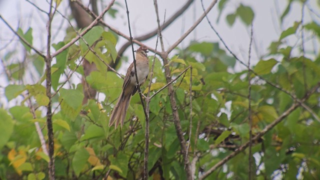 Striped Cuckoo - ML610695199