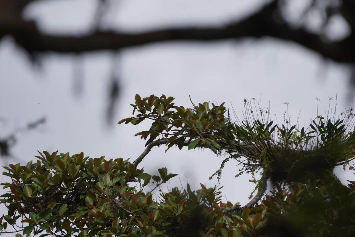 Roadside Hawk - ML610695212