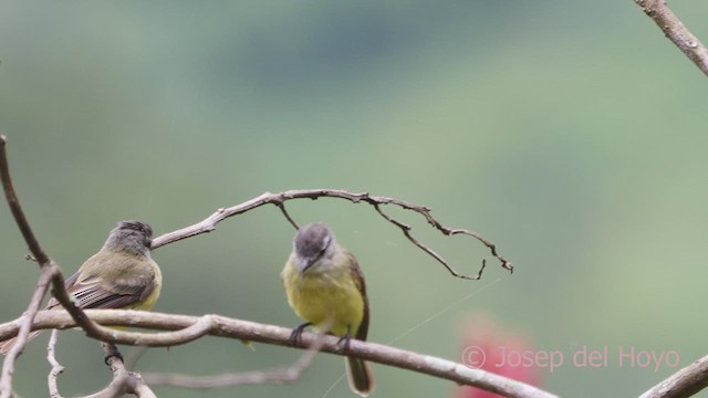 Sooty-headed Tyrannulet - ML610695229