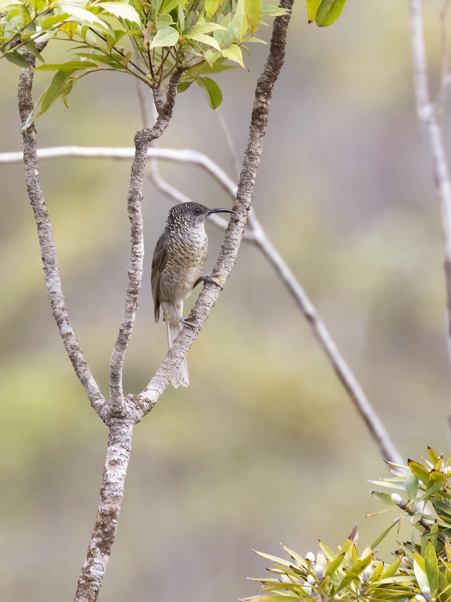 Barred Honeyeater - ML610695239