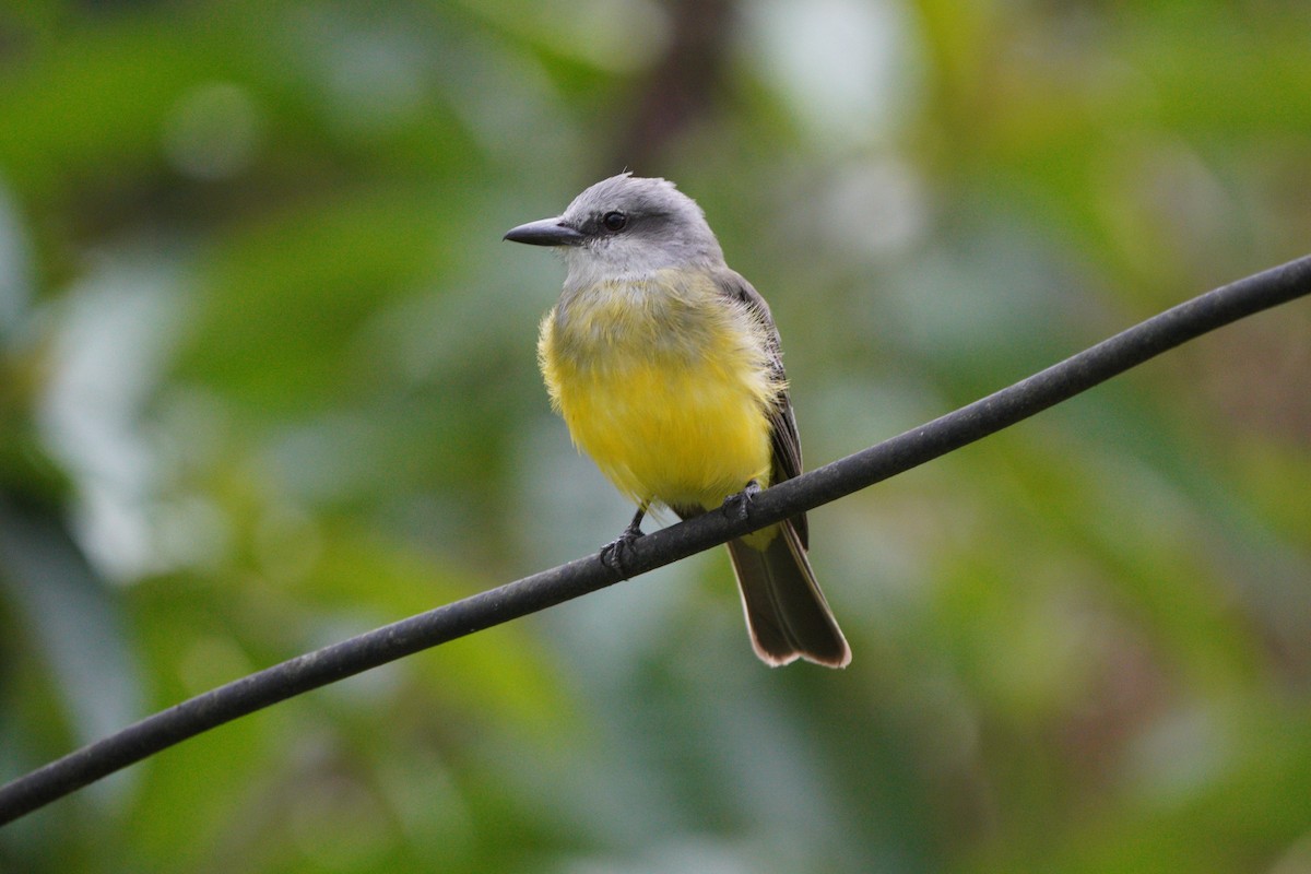 Tropical Kingbird - ML610695265