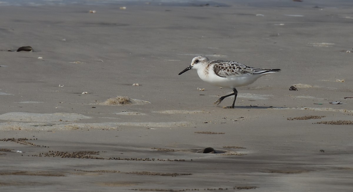 Sanderling - Alok Bhave