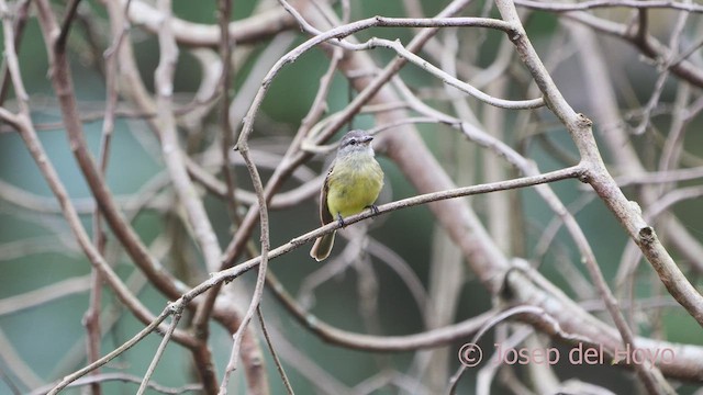 Sooty-headed Tyrannulet - ML610695356