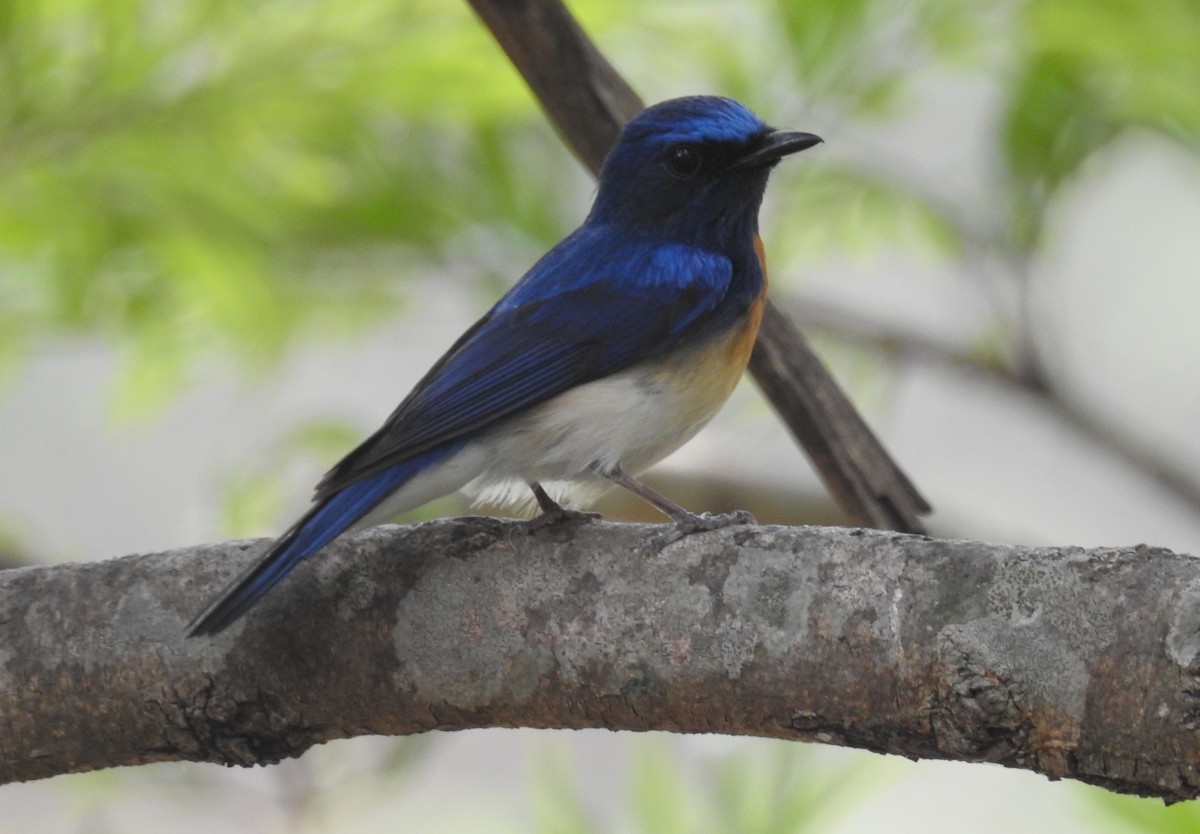 Blaukehl-Blauschnäpper - ML610695382