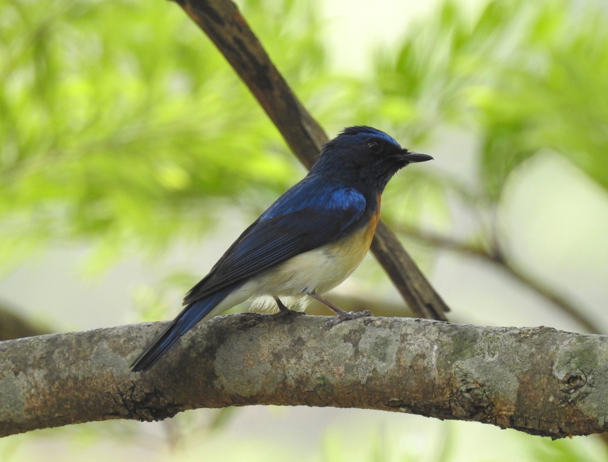 Blue-throated Flycatcher - ML610695383