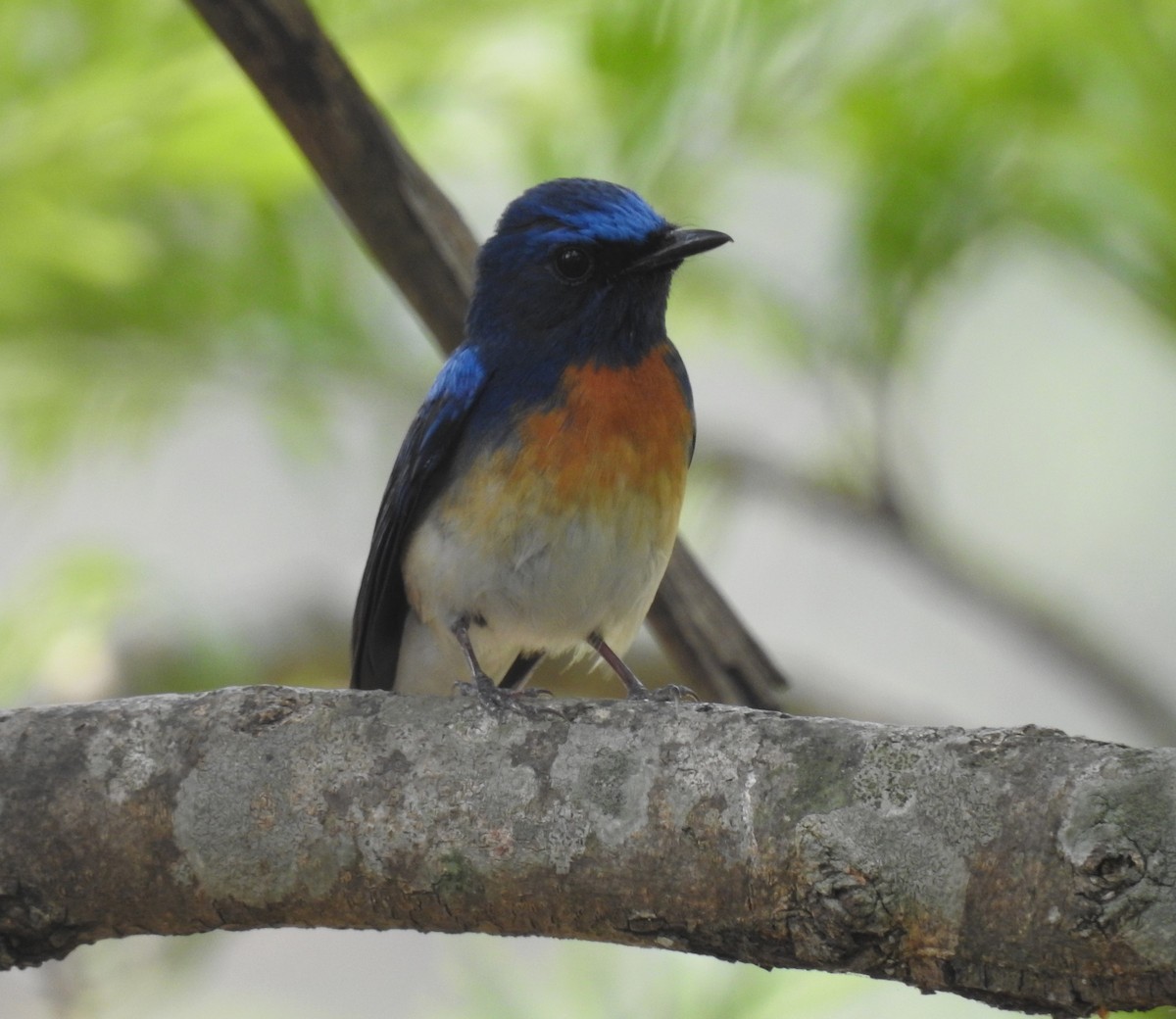 Blue-throated Flycatcher - ML610695394