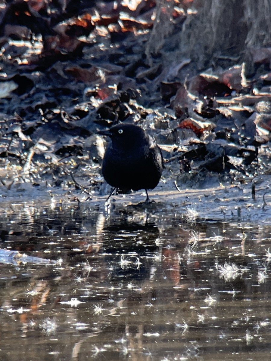 Brewer's Blackbird - ML610695400