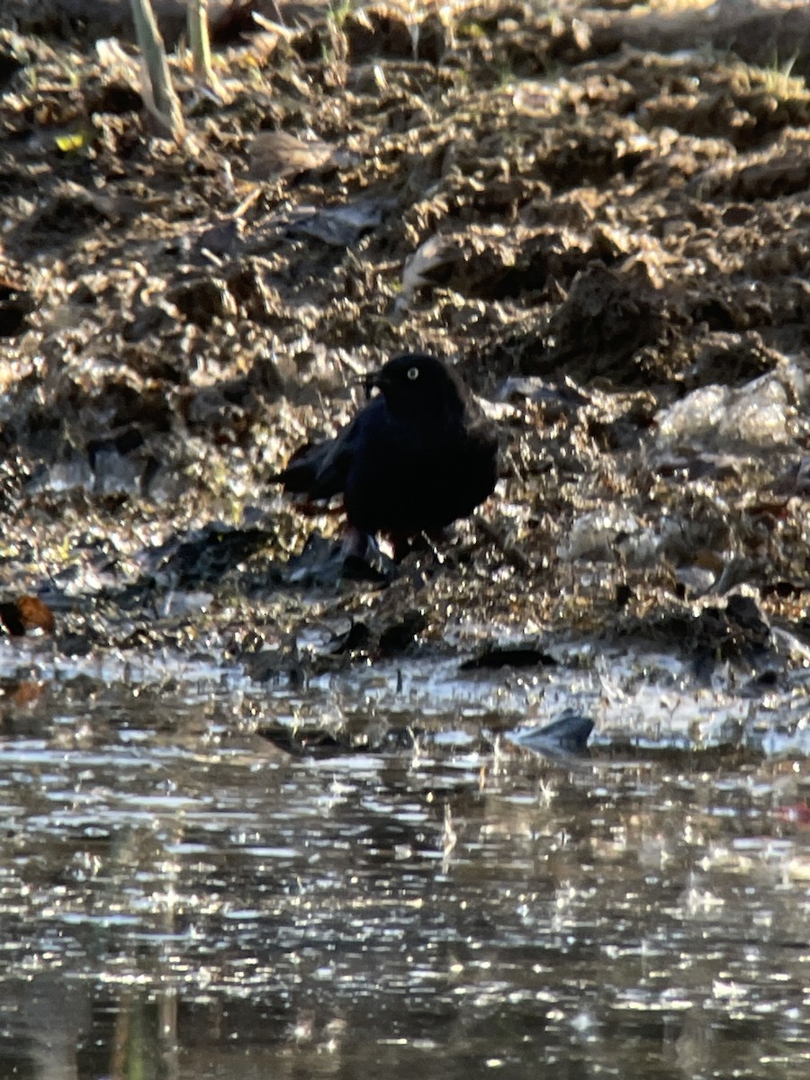 Brewer's Blackbird - ML610695401