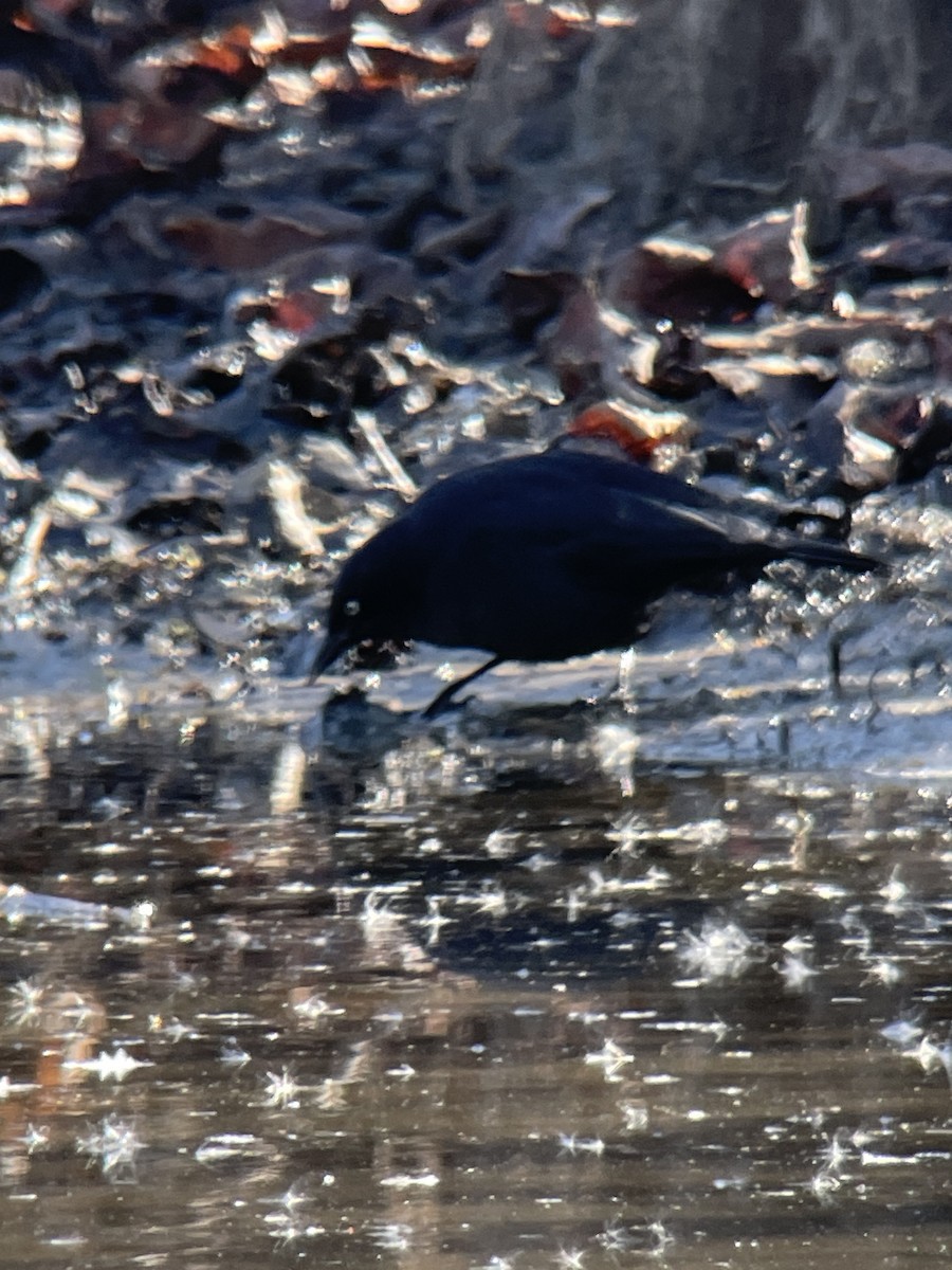 Brewer's Blackbird - ML610695402