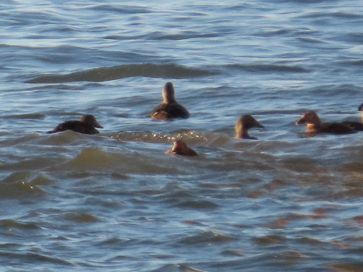 Spectacled Eider - Gerald Frost