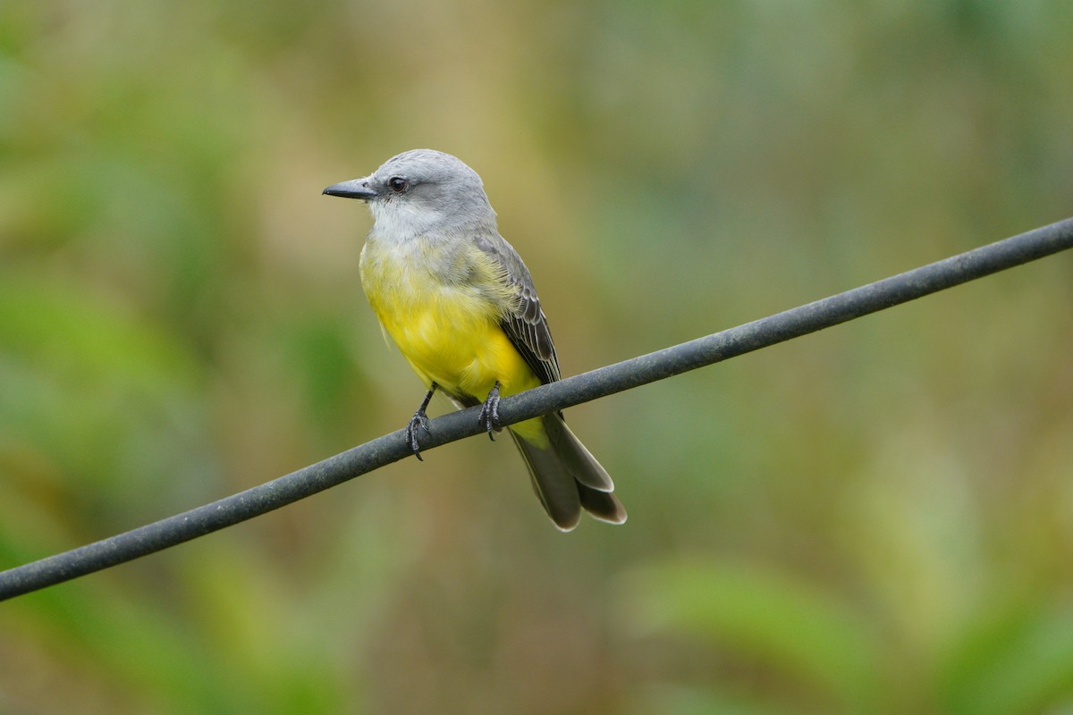 Tropical Kingbird - ML610695525