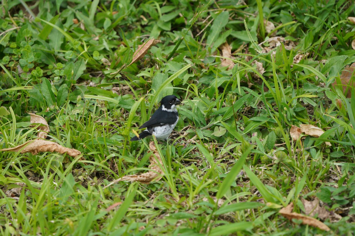 Variable Seedeater (Variable) - ML610695529
